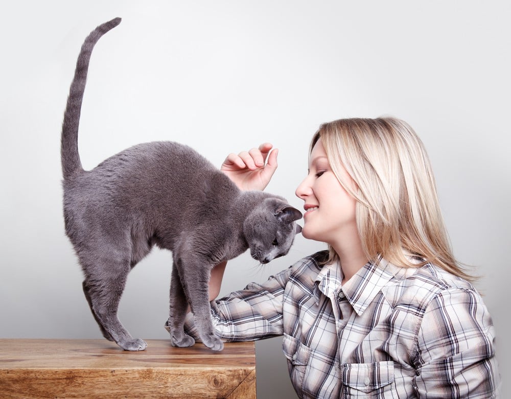 7 Reasons Why Humans And Cats Are A Match Made In Heaven